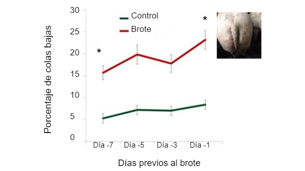 Figura 1. Porcentaje de colas bajas en los días previos al brote. 